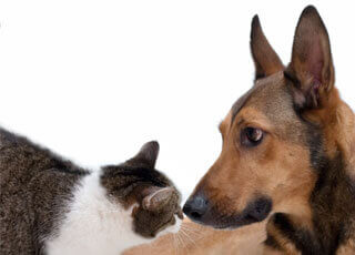 Cat and dog nose to nose