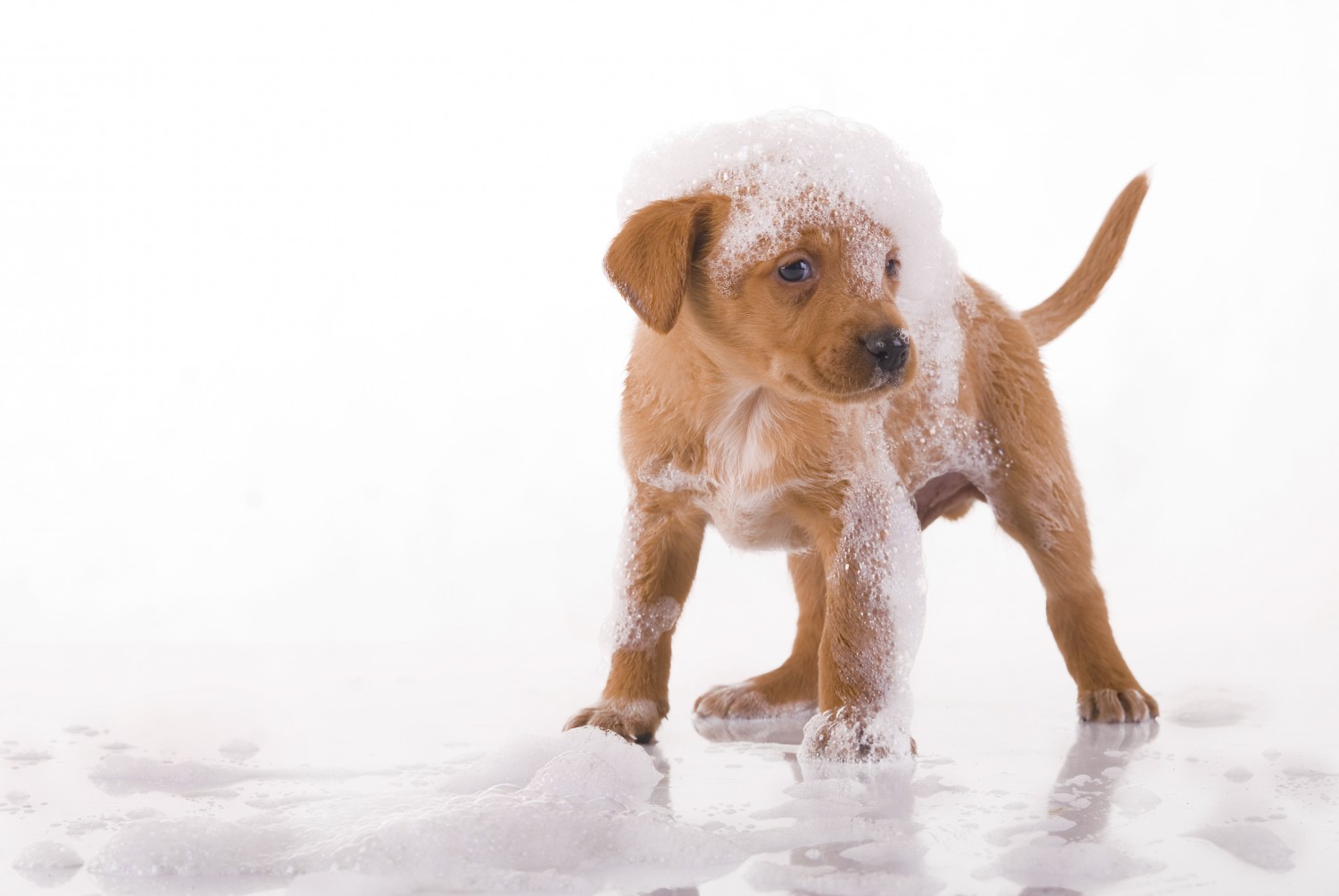 dog with suds