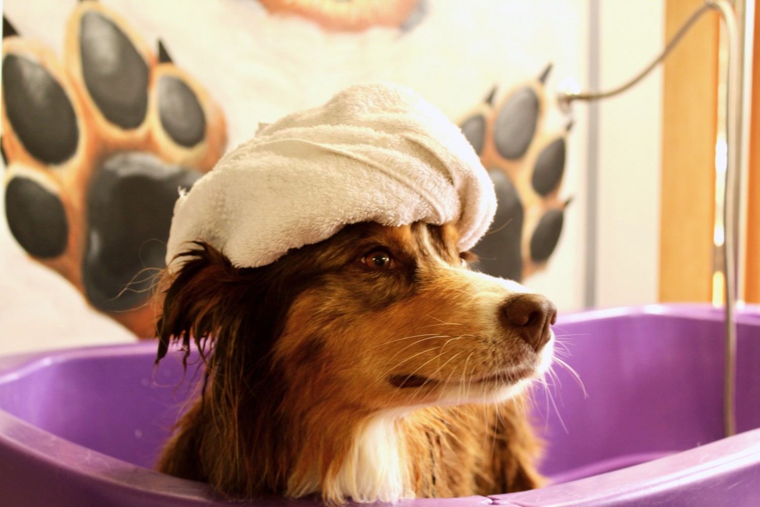 dog in a bath